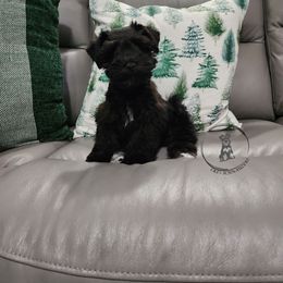 Miniature Schnauzer Puppies from C&E'S Schnauzers