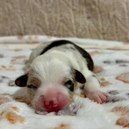 Bo - Blue merle and white male American Corgi puppy in Decatur, Texas from Bar S Corgis
