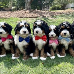 Bernedoodles from Doodles of Buckhead