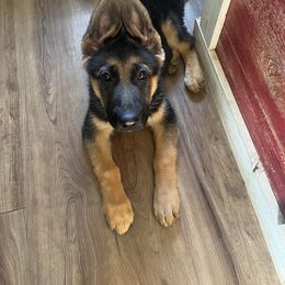 German Shepherd Puppies from Segen Von Gott German Shepherd’s