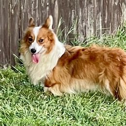 Tilly - Pembroke Welsh Corgi