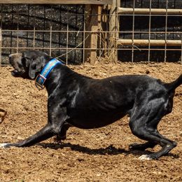 Bagheera - Catahoula Leopard Dog