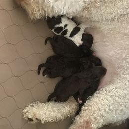 Lagotto Romagnolo Puppies from Southern Lagotto