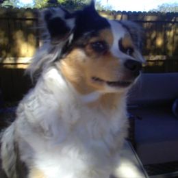 Australian Shepherds from Cherokee Reinman