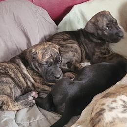 Great Dane Puppies from RCM Great Danes