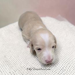 Willow - Cream female Dachshund puppy in Oklahoma City, Oklahoma from OkieDoxieland Dachshunds