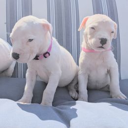Girl 3 - Dogo Argentino puppy in Pueblo, Colorado from Palace Guard Dogos