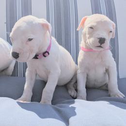 Girl 3 - Dogo Argentino puppy in Pueblo, Colorado from Palace Guard Dogos