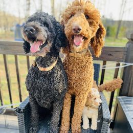 Goldendoodles and Poodles from Oodles of Doodles, NC