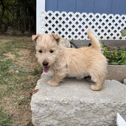 Tiger - Wheaten female Scottish Terrier puppy in Worthington, Ohio from Capstone Scottish Terriers
