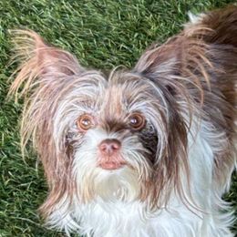 Biewer Terriers from Melissa Lichtenberg