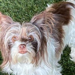 Biewer Terriers from Melissa Lichtenberg