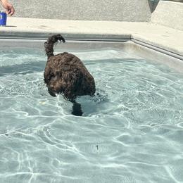 Labradoodle All Grown Up from Martin Family Doodle