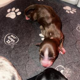 Cosmo - Red tri male Miniature Australian Shepherd puppy in Asheboro, North Carolina from Stellar Aussies