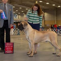 Mastiffs from Cedarhills