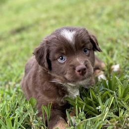 Miniature Australian Shepherd and Toy Australian Shepherd Puppies from Natural State Aussies