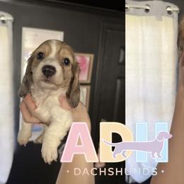 Millie - Piebald female Dachshund puppy in Coatesville, Indiana from ADH Dachshunds