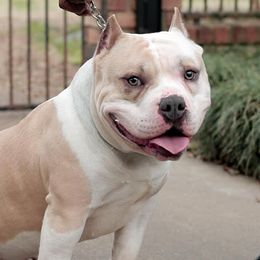 American Bullies from Chaney Bully Camp
