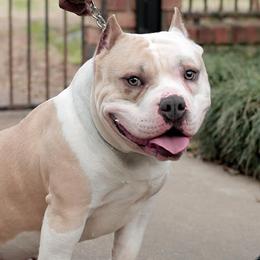 American Bullies from Chaney Bully Camp