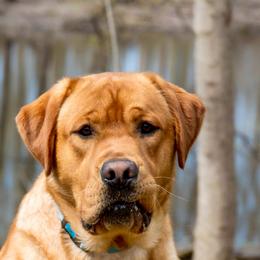 Beau - Labrador Retriever