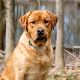 Beau - Labrador Retriever