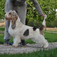 Grand Basset Griffon Vendeens and Lancashire Heelers from Mashury & Black Majesty Kennel