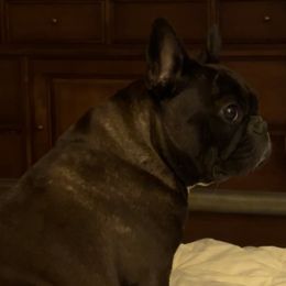 Beans - French Bulldog