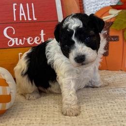 Brando - Black male Poodle puppy in Caldwell, Idaho from Leila Pearson