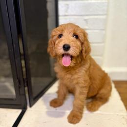 F1B Goldendoodle Coral - Red  female Goldendoodle puppy in Redding, California from Casa Delarosa Collective Poodles & Doodles