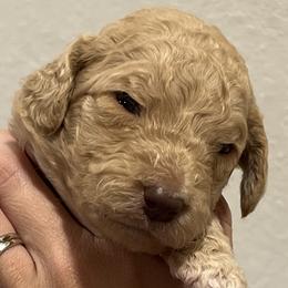 Girl 3 - Goldendoodle puppy in Cameron Park, California from Silkie Doodles
