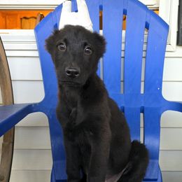 Boy 3 - Black male Xoloitzcuintli puppy in Ethridge, Tennessee from Royalty Reigns Xolos