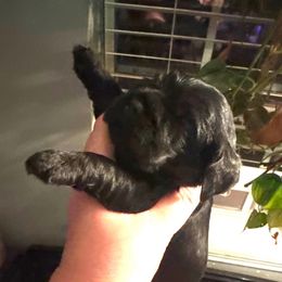Black - Black male Cocker Spaniel puppy in Soddy Daisy, Tennessee from Kaleidoscopic Creations