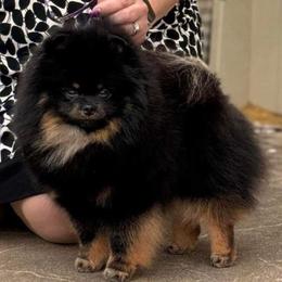 Kong - Pomeranian