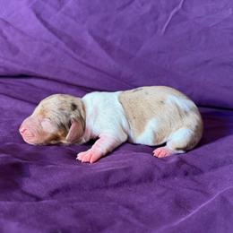 Bonnie - Dapple female Dachshund puppy in Corona, Ca Hemet, Ca, California from Over The Moon Dachshunds and Doodles