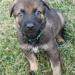 German Shepherds and German Shorthaired Pointers from Wicked Winds SS