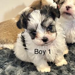 Boy 1 - Black & tan tri-color male Morkie puppy in Ocala, Florida from Hummingbird Fields