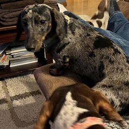 Missy - Dachshund