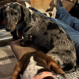 Missy - Dachshund