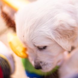Golden Retriever Puppies from Big Rock Goldens