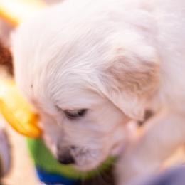 Golden Retriever Puppies from Big Rock Goldens
