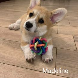 Pembroke Welsh Corgi Puppies from Cattal Corgis