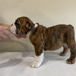 Bulldog All Grown Up from Kokopelli Bulldogs