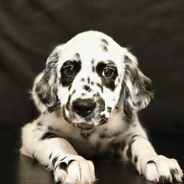 Dalmatian Puppies from Long Coat Dalmatians