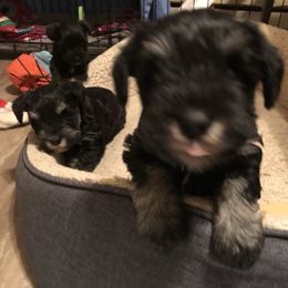 Miniature Schnauzer Puppies from Parsons’ Kennels