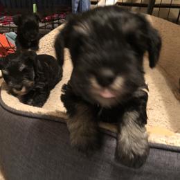 Miniature Schnauzer Puppies from Parsons’ Kennels