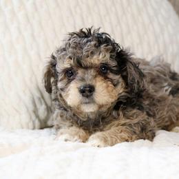 Cash - male Australian Mountain Doodle puppy in Salem, Utah from Go West Mini Aussies