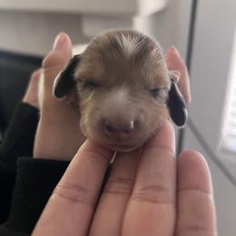 Magic - Dapple male Dachshund puppy in Los Lunas, New Mexico from Poker Paws Dachshunds by Chelsy