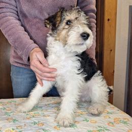 Sir Lancelot - White black and tan male Wire Fox Terrier puppy in Lancaster, Missouri from Missouri Meadows Farm