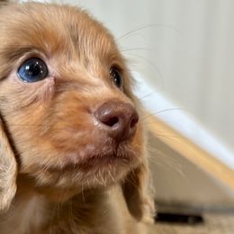 Dachshunds from Olive Branch Acres