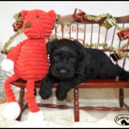 AKC 25034 - Black male Miniature Schnauzer puppy in Mount Airy, Georgia from Miniature Schnauzers GA, LLC